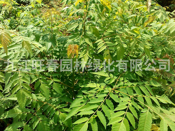 欒樹